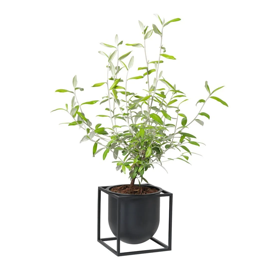 Kubus Flowerpot