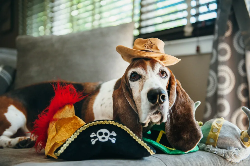 Mutt Hatter Collection