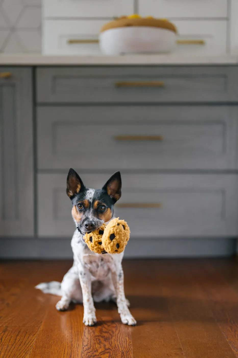Pup Cup Cafe Cookies n’ Treats