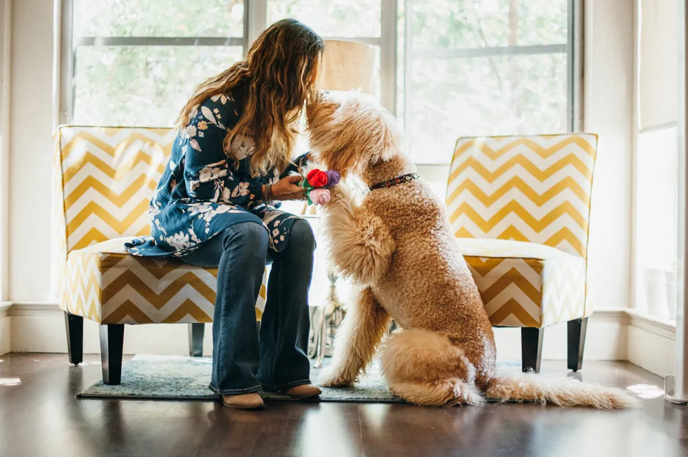 Puppy Love Collection