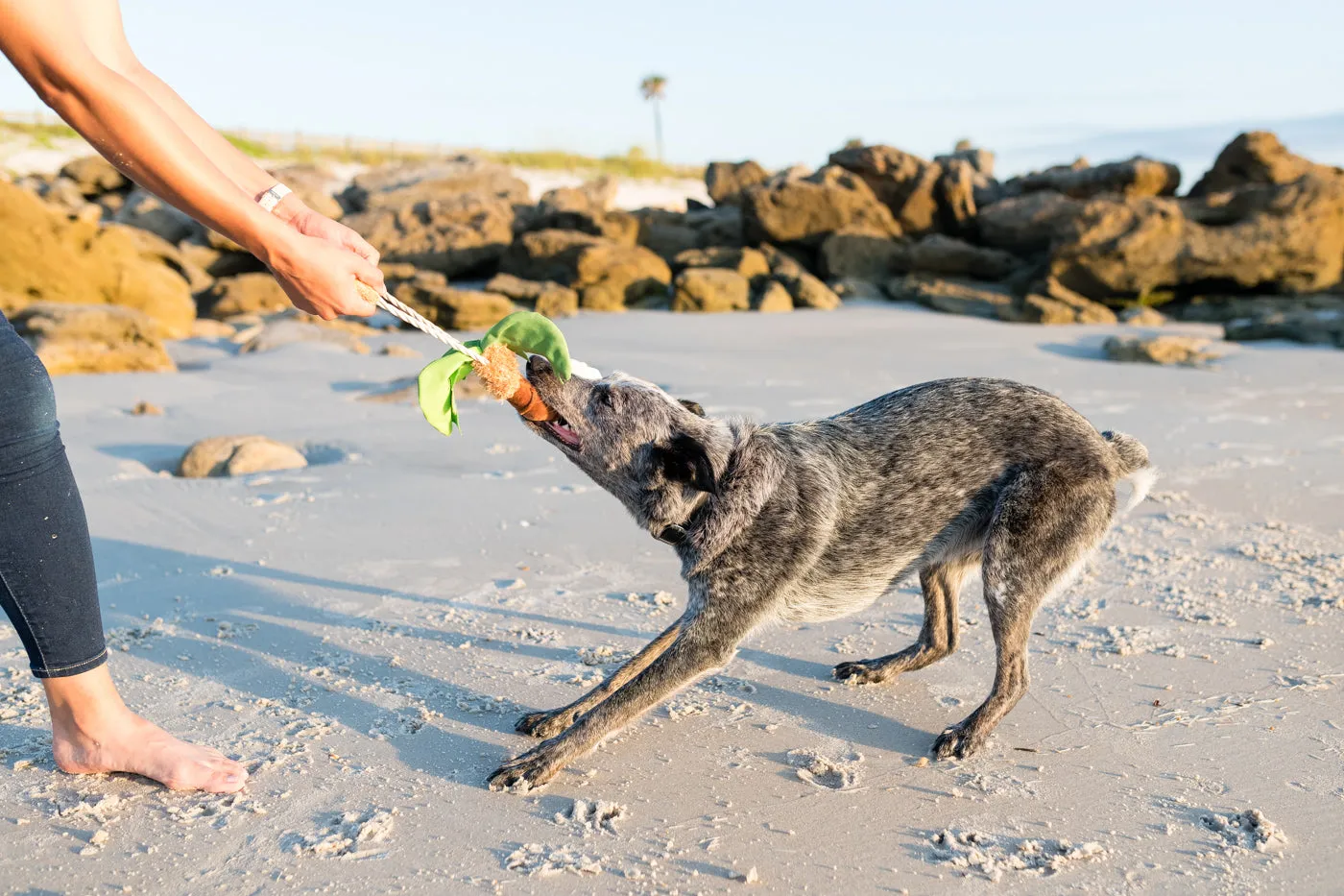 Tropical Paradise Puppy Palm