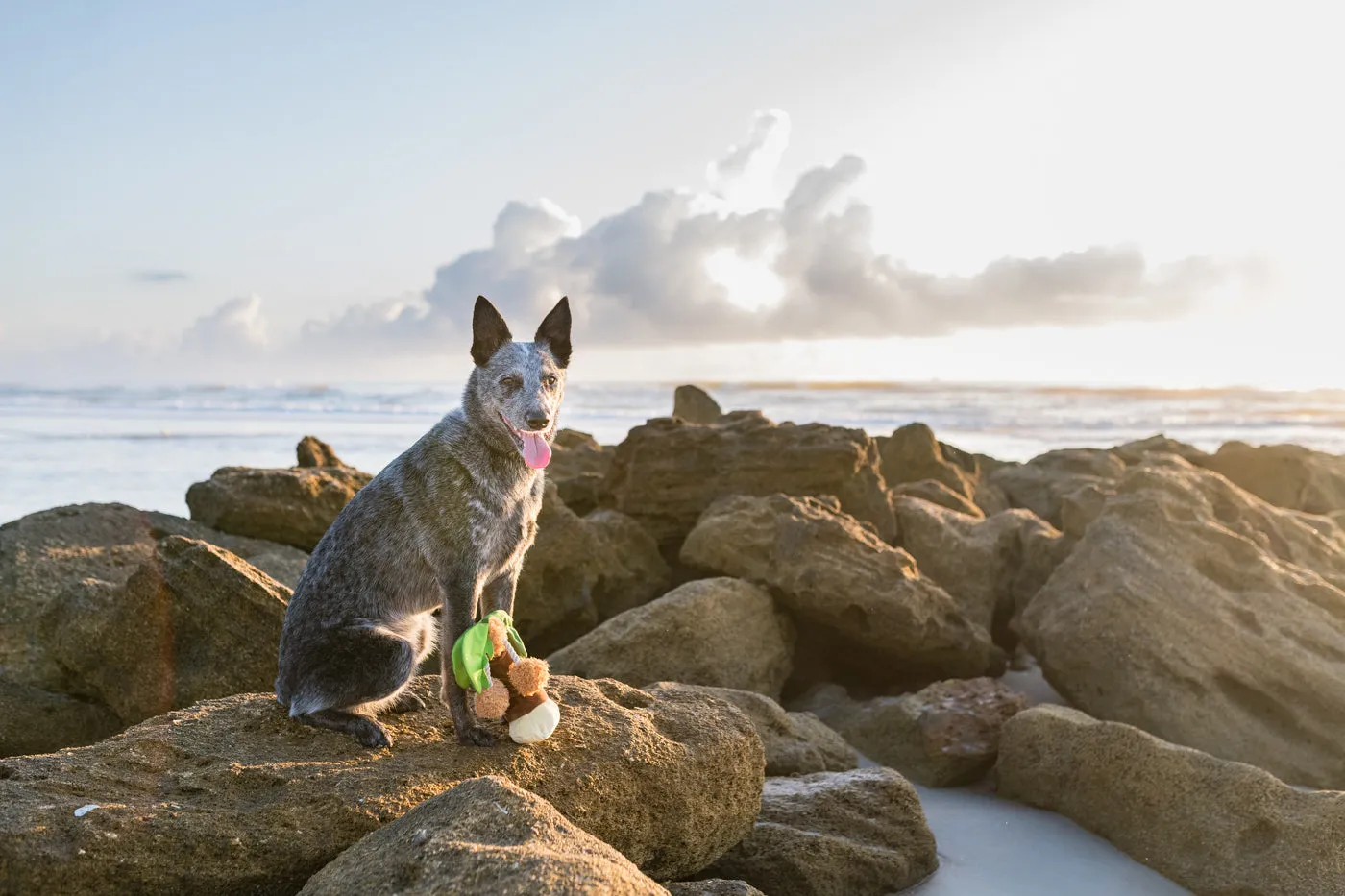 Tropical Paradise Puppy Palm
